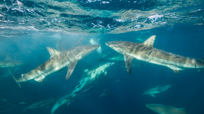 Shiver of Bronze Whaler sharks