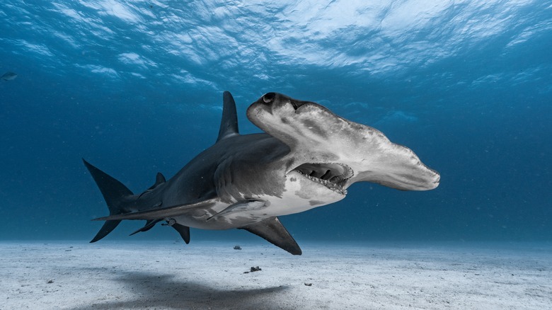 Hammerhead shark swimming above ocean floor