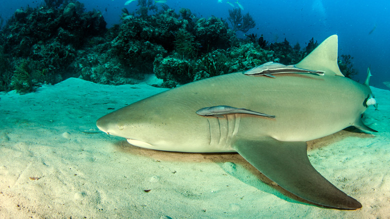 Lemon shark on ocean floor