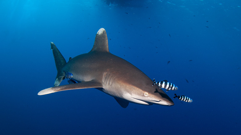Oceanic Whitetip shark and fish nearby