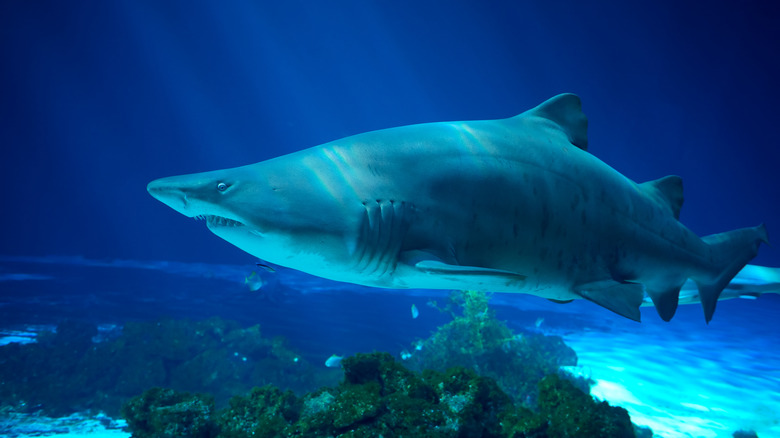 Sand Tiger shark