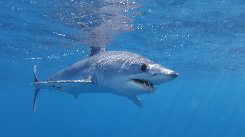 Shortfin Mako shark
