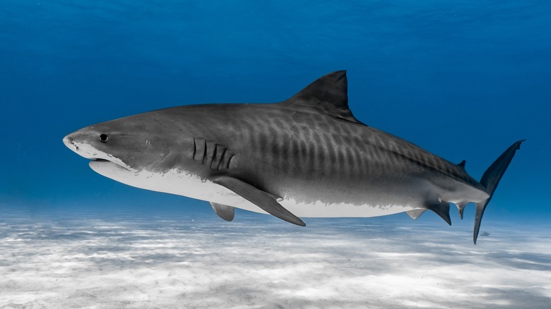 Tiger shark swimming above ocean floor