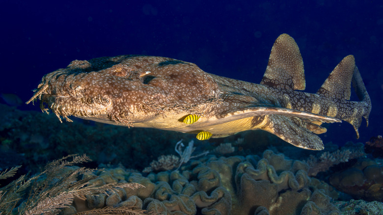 Wobbegong shark