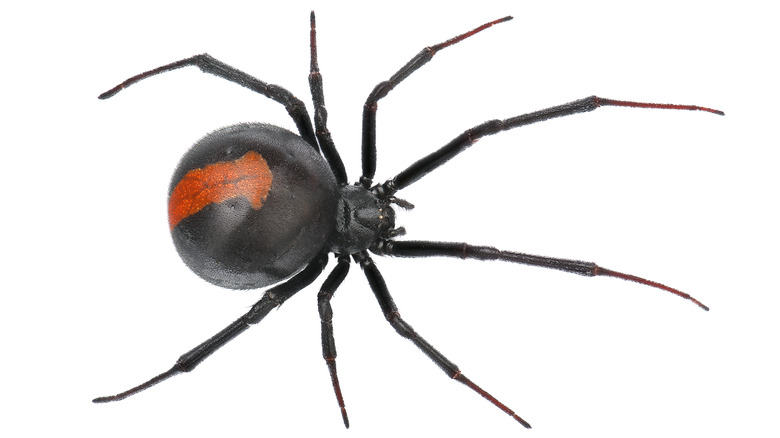 Australian Redback spider 