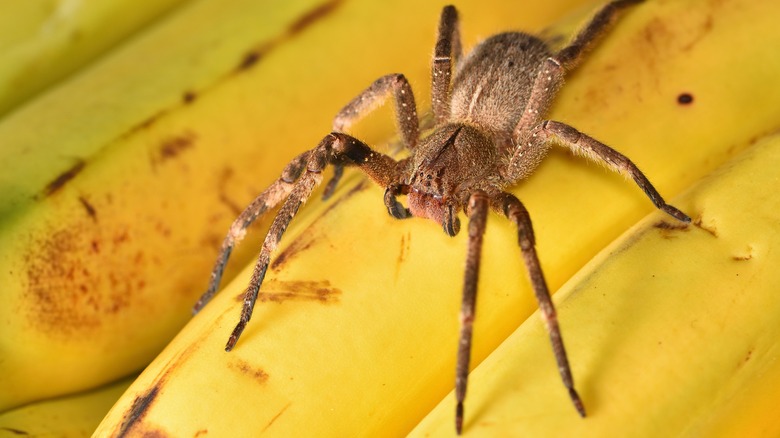 Brazilian Wandering spider 
