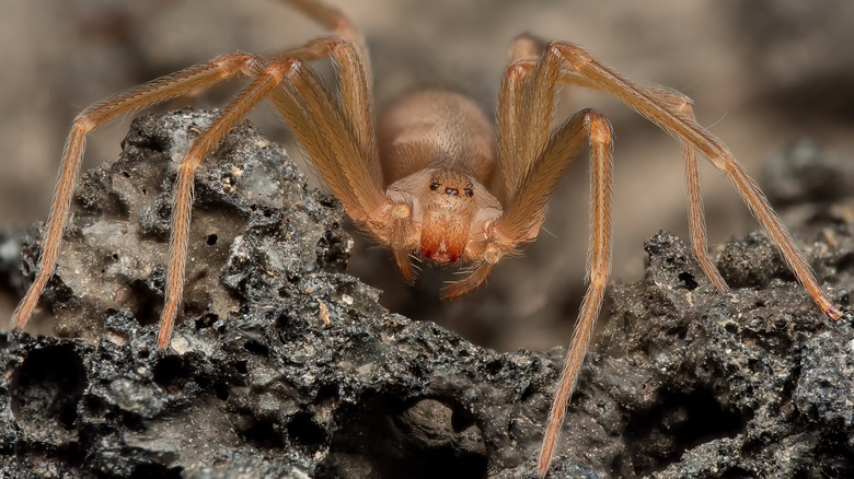Brown Recluse spider close-up on rock
