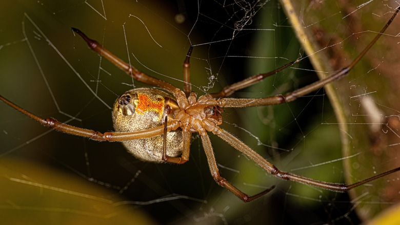 Brown Widow spider on web