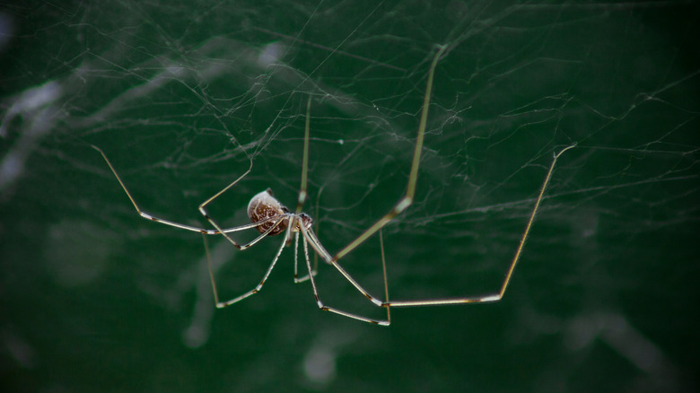 Cellar spider on web