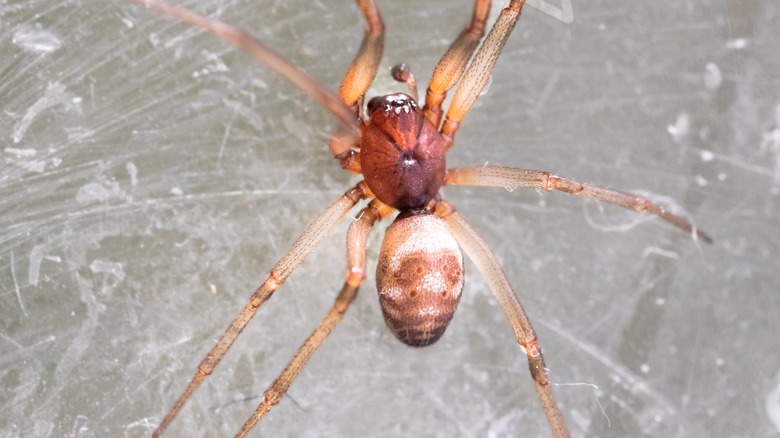 Red Widow spider close-up on web