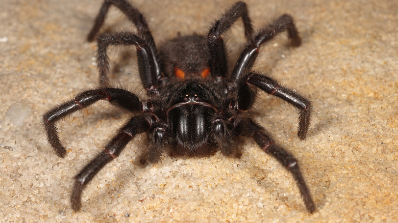 Sydney Funnel-web spider 