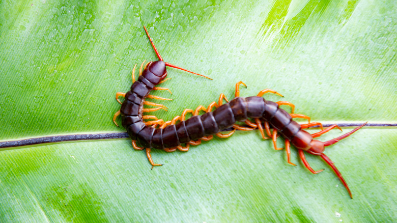 A centipede on a leaf
