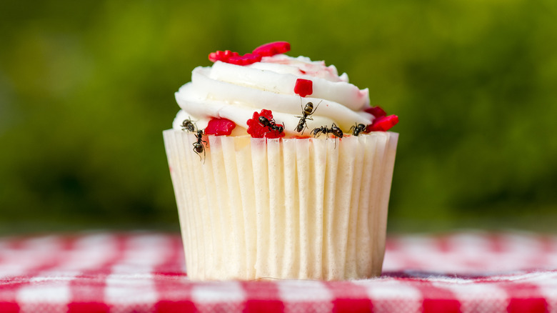 Ants on a cupcake