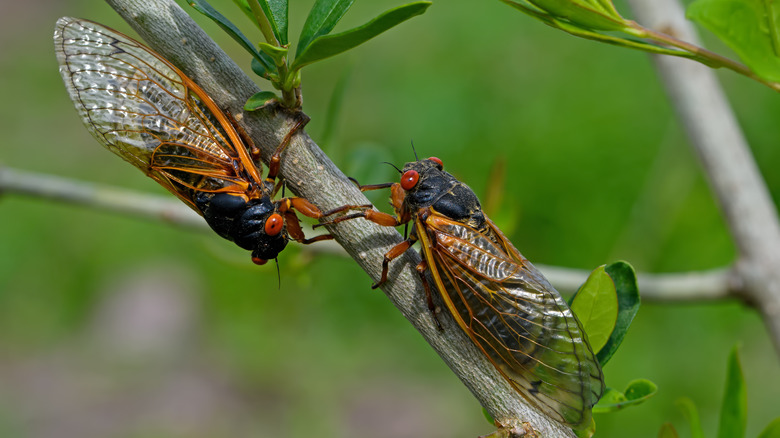 Two cicadas on a tree limb