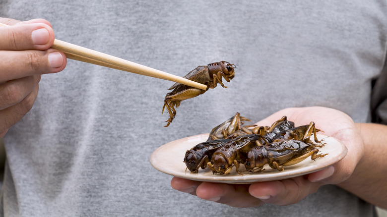 Cooked cricket held by chopsticks