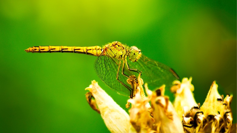 Yellow Dragonfly on a plant
