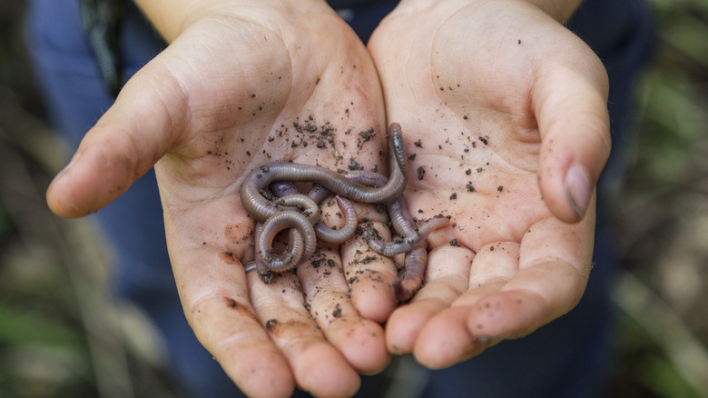 Earthworms cupped in hands