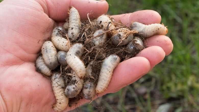 A handful of grub and soil