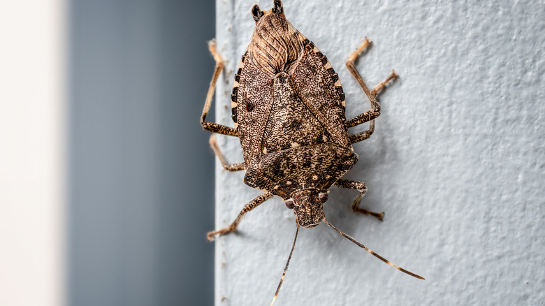 A stink bug on a wall