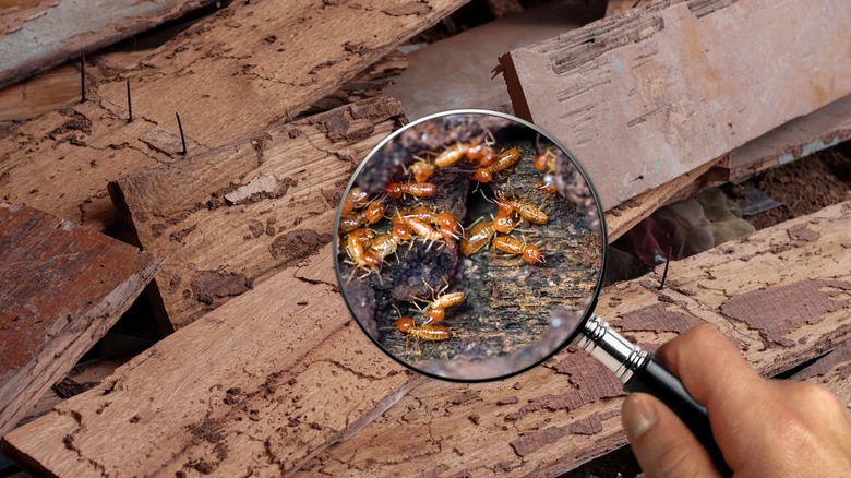 Magnifying glass showing termites