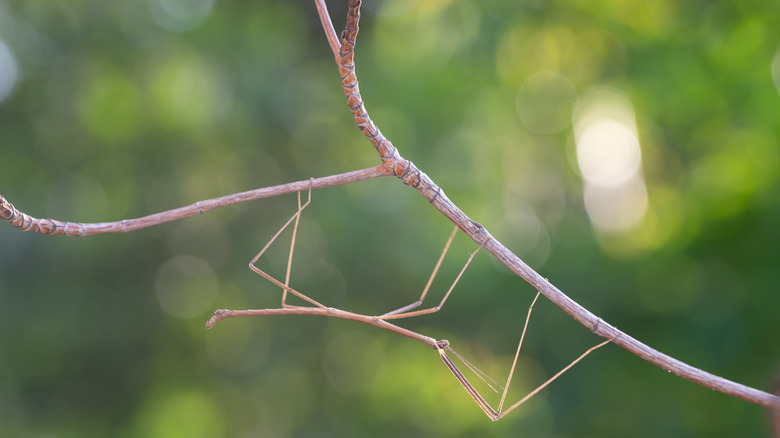 A camouflage walking stick