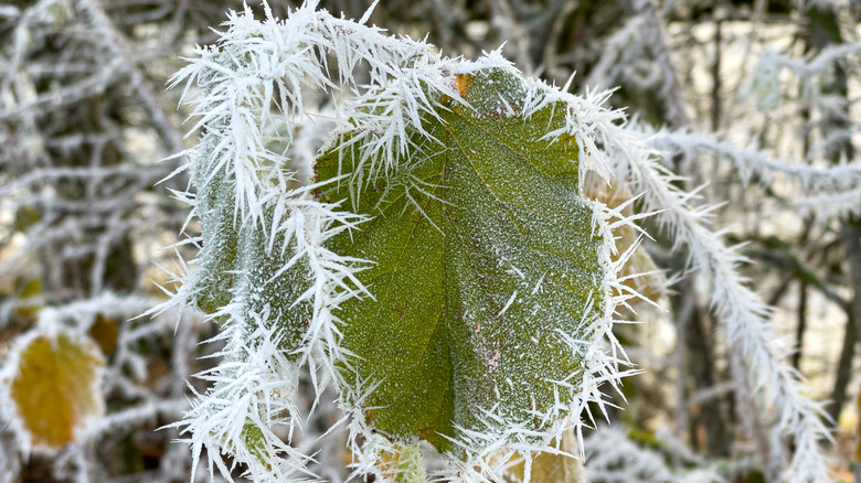 Frost bitten plant