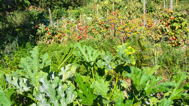 Crowded vegetable garden