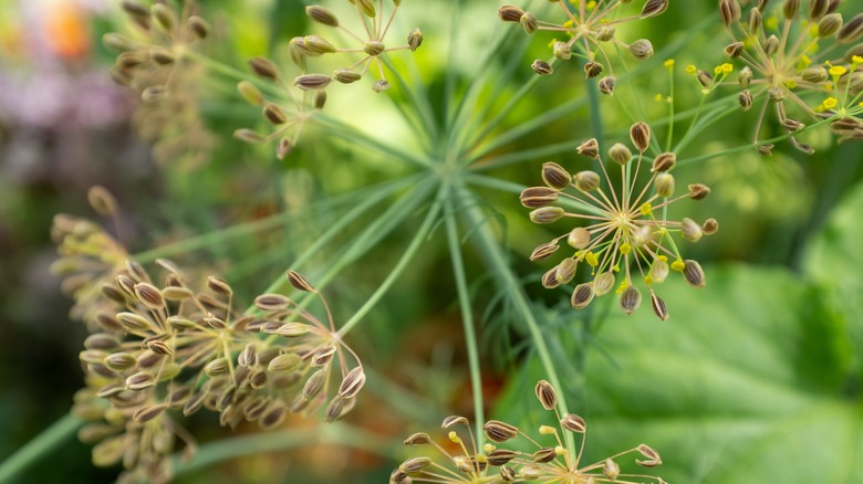 Closeup of dill plant with dill seeds