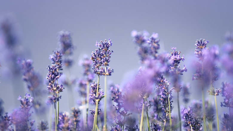 Lavendar plants against purple background