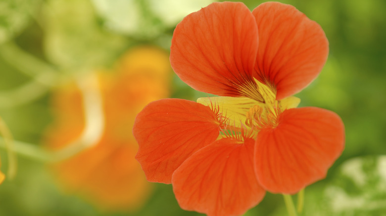 Orange nasturtium flower 