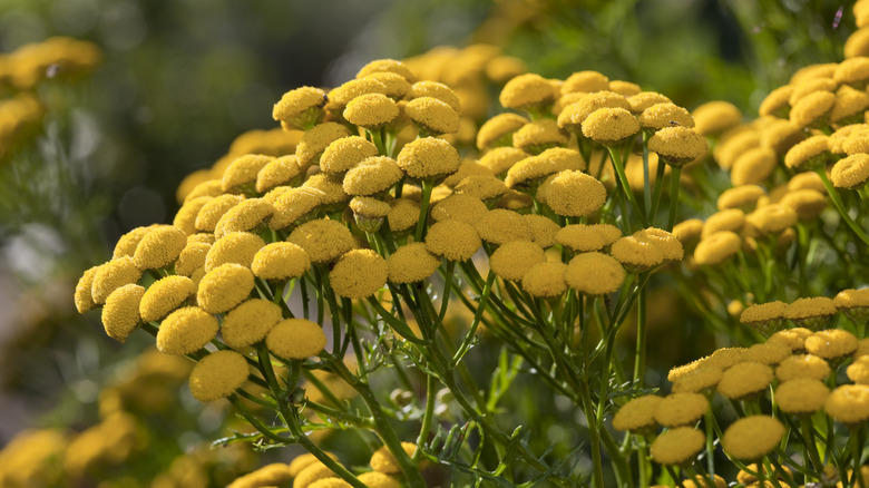 Tansy flowers