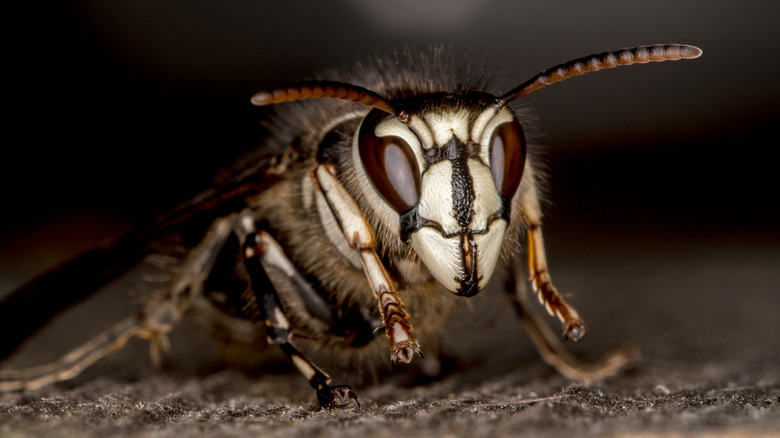 Bald-faced hornet ultra close-up