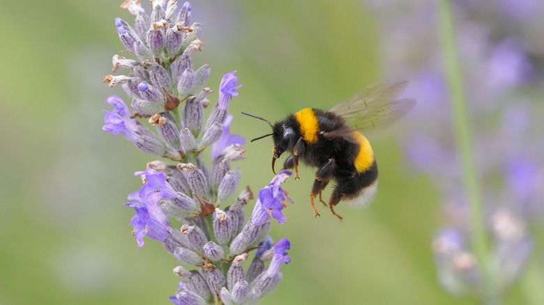 Bumblebee pollinating lavender 