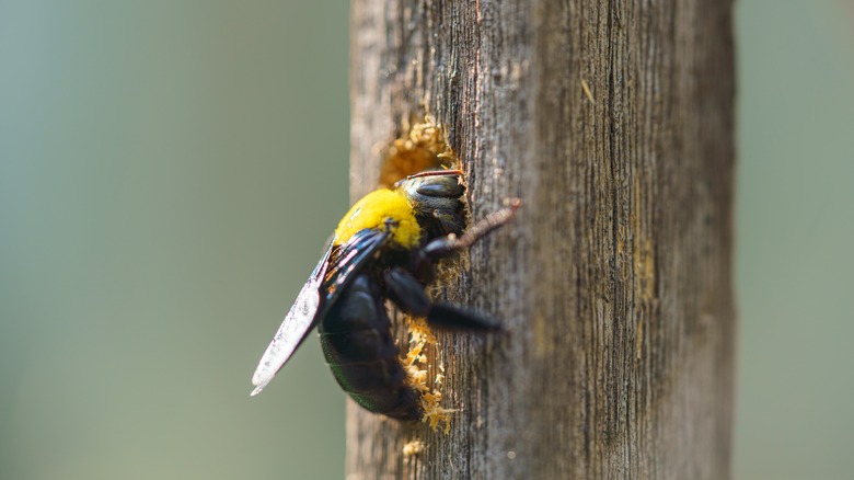 Carpenter bee hollowing out a burrow 