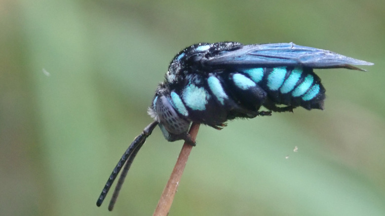 Blue cuckoo bee close-up