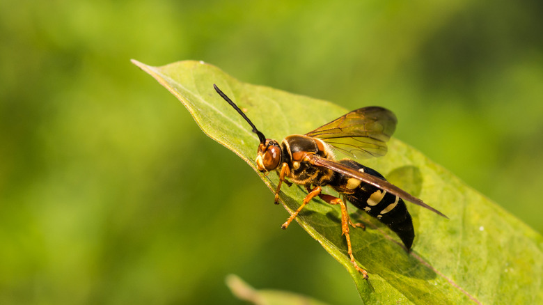 Eastern cicada killer wasp on a leaf 