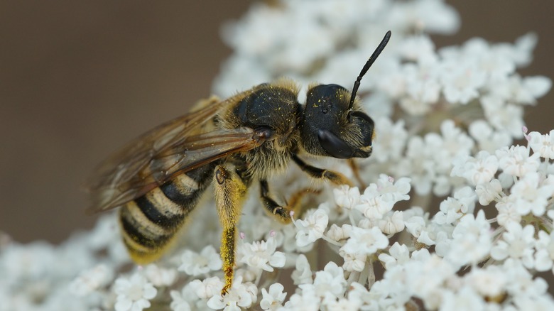 Female furrow bee 