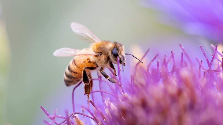 Honey bee pollinating a flower in the garden