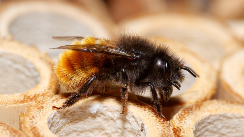 Horn-faced mason bee 