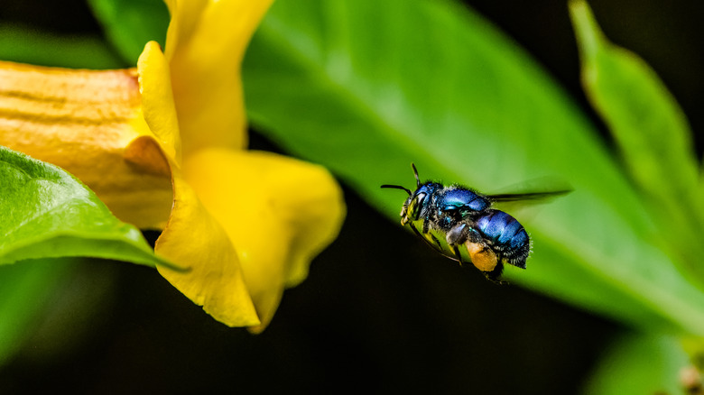 Orchid bee flying into a flower 