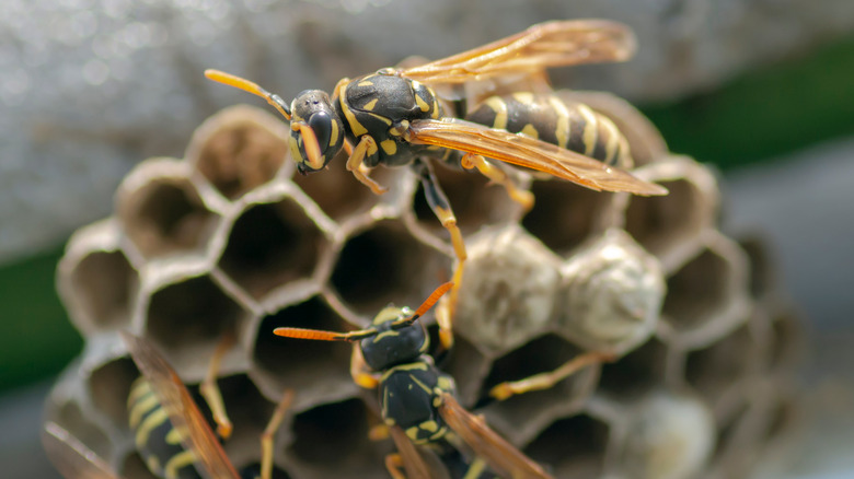Paper wasps building a nest 