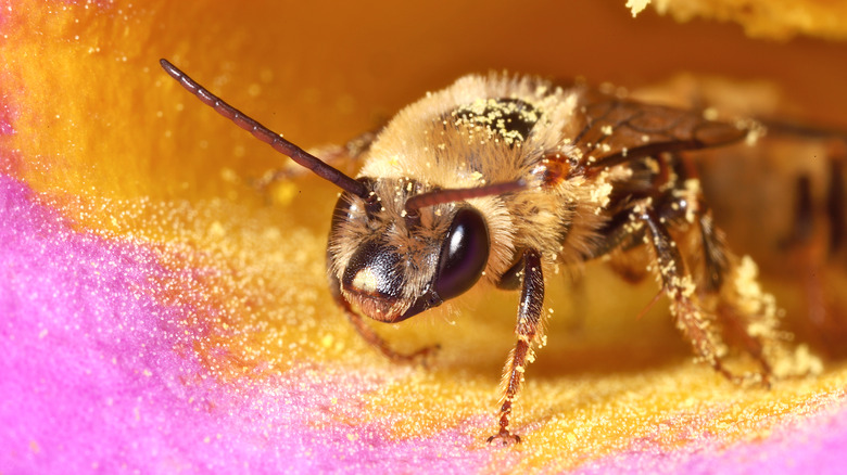 Closeup on pollen covered squash bee 