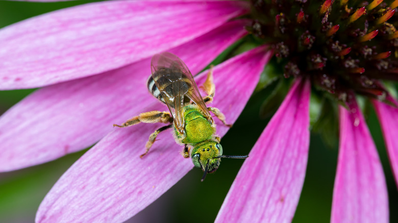 Green female sweat bee on purple flower 