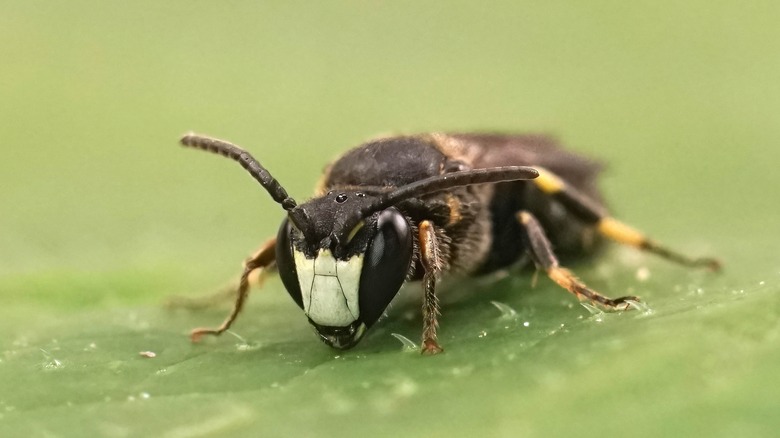 Closeup of white-faced bee on a leaf 