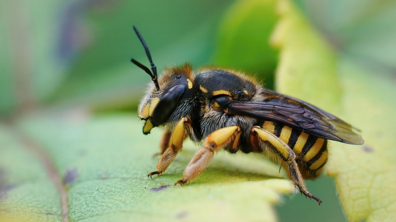 Male European wool carder bee close-up