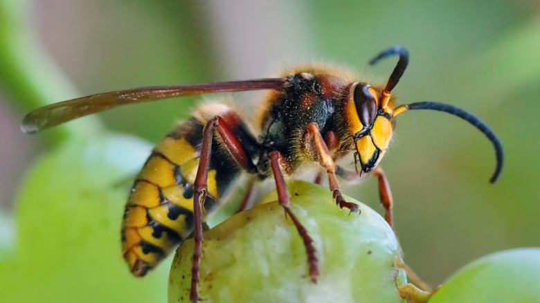 Yellowjacket wasp eating fruit 