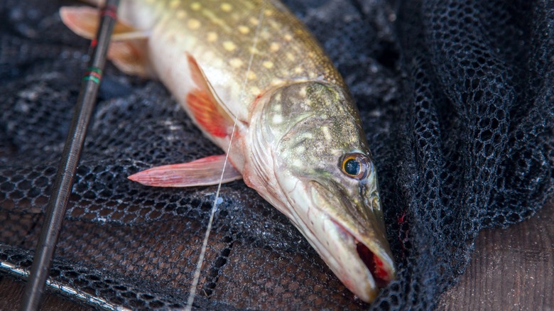 Close-up of pike in landing net