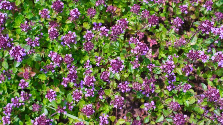 Field of thyme