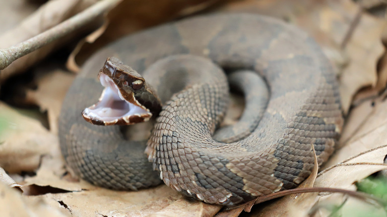 Curled cottonmouth moccasin hissing