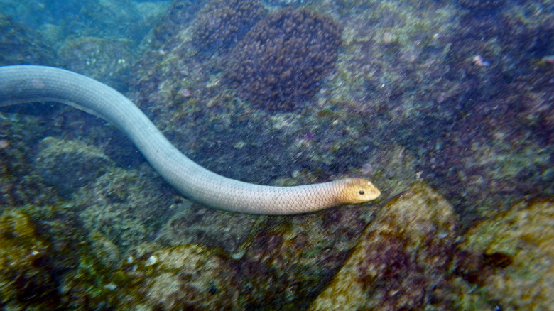 Dubois' sea snake swimming 
